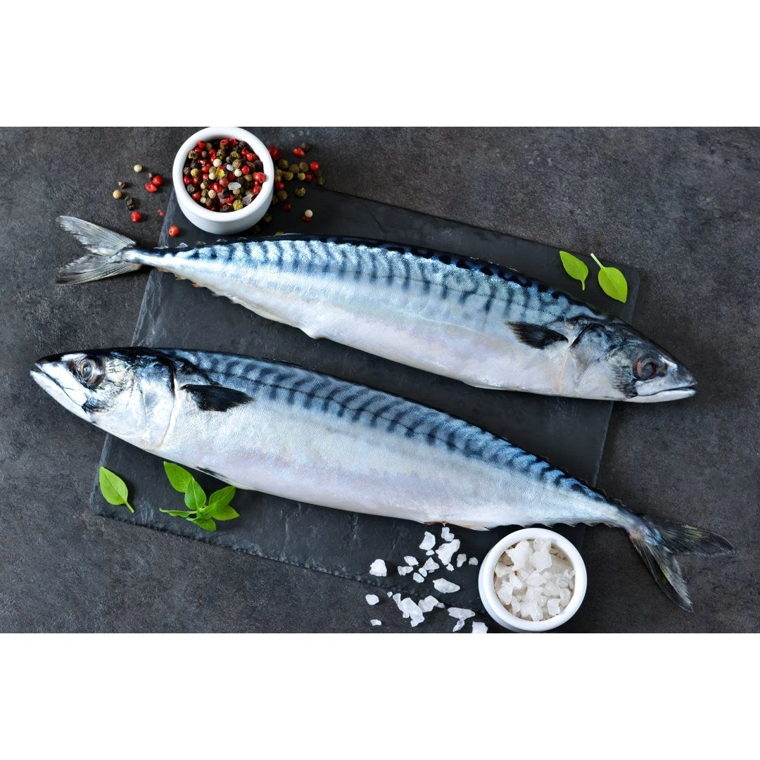 Mackerel