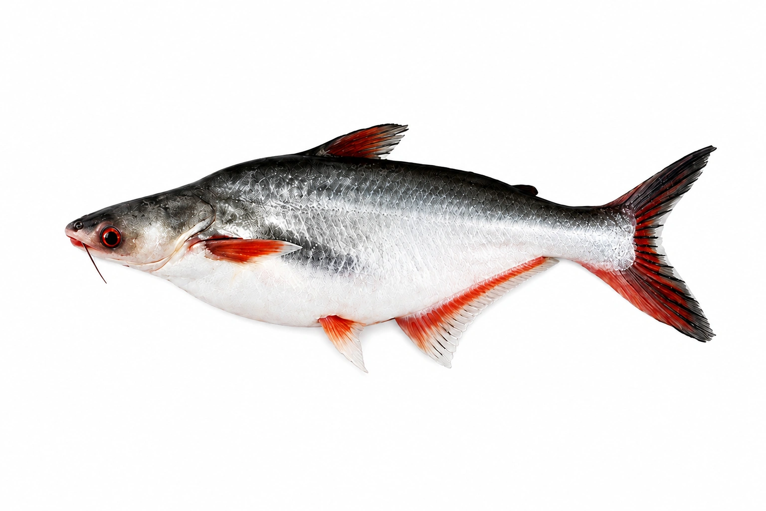 Pangasius Whole