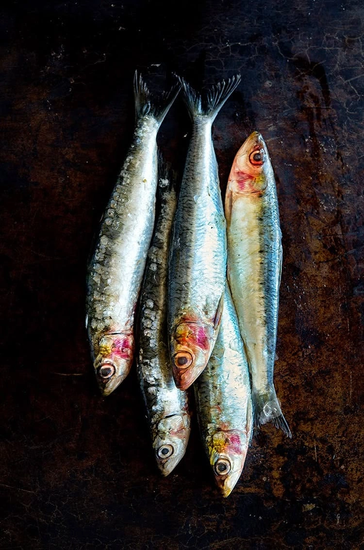 Sardine