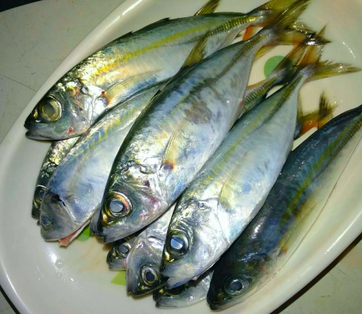 Yellow Trevally